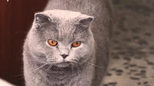 Saggy tits Lola Bella amateur cum swallowing sex scene